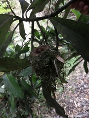 Sephanoides sephaniodes