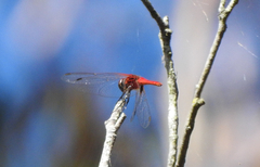 Aethriamanta circumsignata