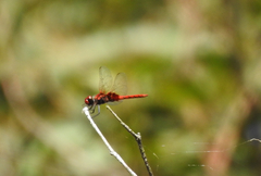 Aethriamanta circumsignata