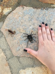 Calisoga longitarsis
