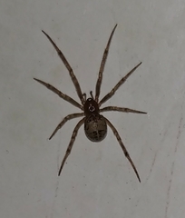 Steatoda castanea