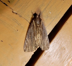 Ercheia