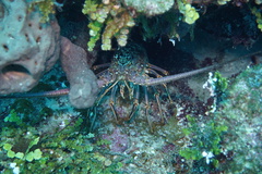 Panulirus argus