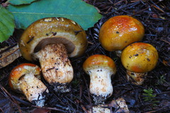 Tricholoma aurantium