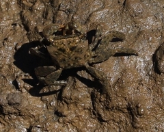 Parasesarma erythodactylum