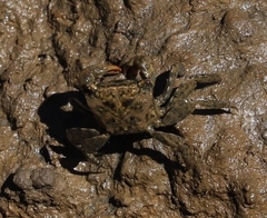 Parasesarma erythodactylum