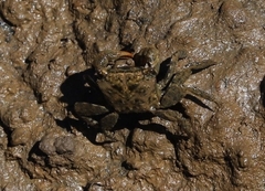 Parasesarma erythodactylum