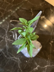Ocimum × africanum