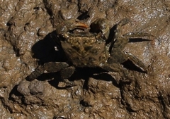 Parasesarma erythodactylum