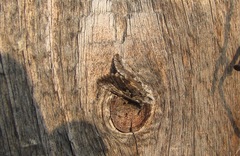 Syngrapha interrogationis