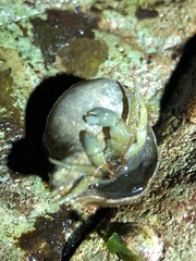 Pagurus granosimanus