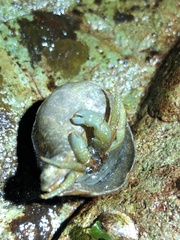 Pagurus granosimanus