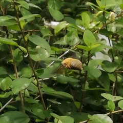 Xylocopa aestuans