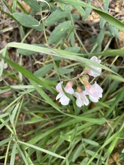 Lathyrus vestitus