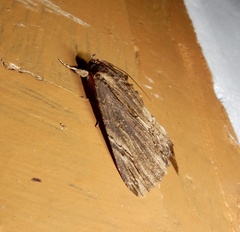 Ercheia