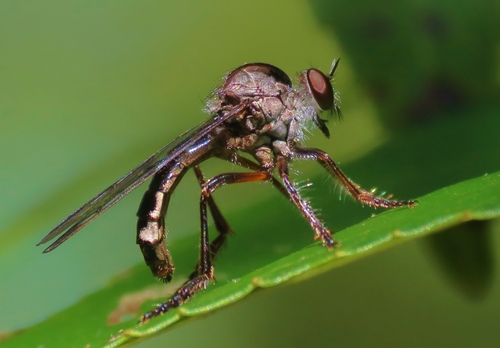 Nicocles pictus