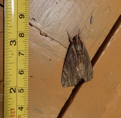 Ercheia