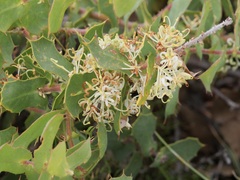 Hakea prostrata