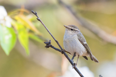 Phylloscopus humei