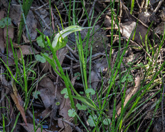 Pterostylis falcata