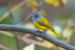 Culicicapa ceylonensis