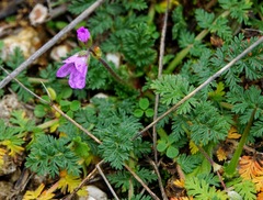 Erodium acaule
