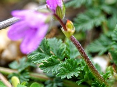 Erodium acaule