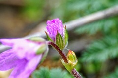 Erodium acaule