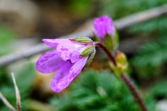 Erodium acaule