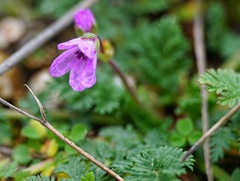 Erodium acaule