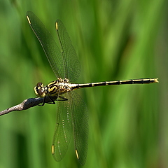 Austrogomphus guerini