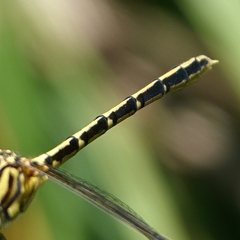 Austrogomphus guerini