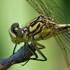 Austrogomphus guerini