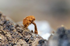 Tubariaceae