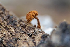 Tubariaceae