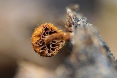 Tubariaceae