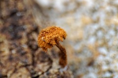 Tubariaceae