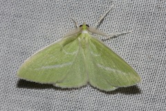 Iulops argocrana