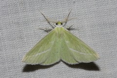 Iulops argocrana