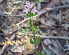 Centaurium erythraea