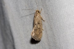 Syncometes vilis