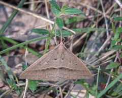 Epidesmia hypenaria