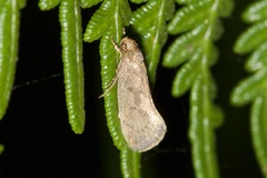 Syncometes vilis