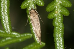 Syncometes vilis