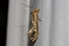 Moerarchis inconcisella