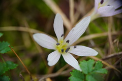 Colchicum hungaricum