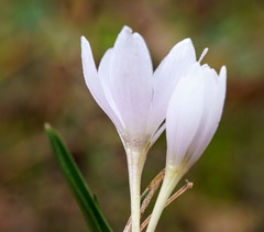 Colchicum hungaricum