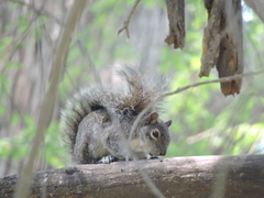 Sciurus alleni