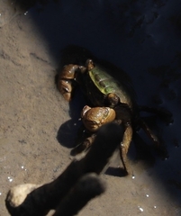 Parasesarma erythodactylum