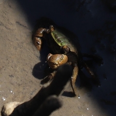 Parasesarma erythodactylum